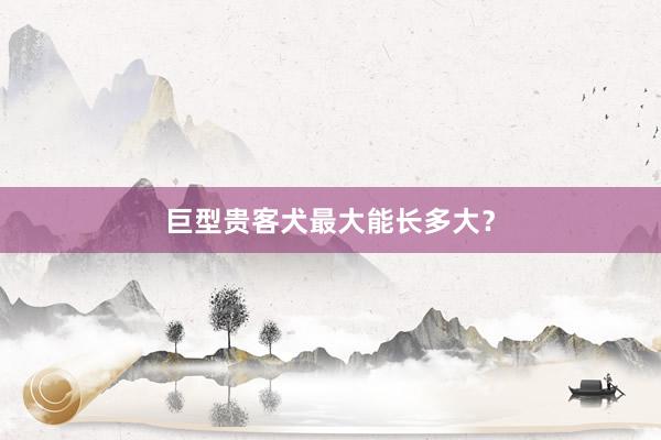 巨型贵客犬最大能长多大？